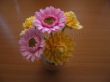 Gerbera en Chrysantemum